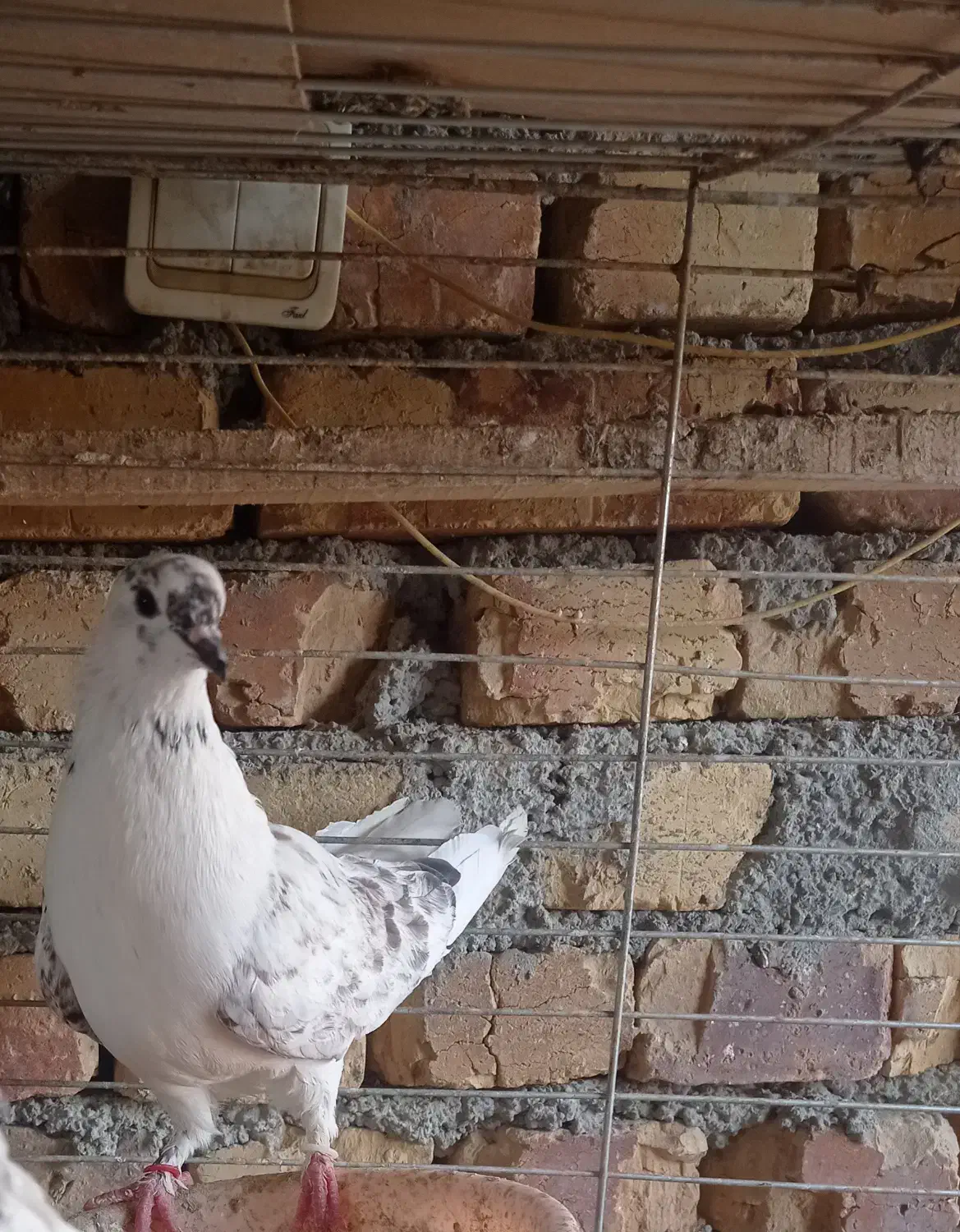 کفتر خوب|پرنده|اشنویه, |دیوار