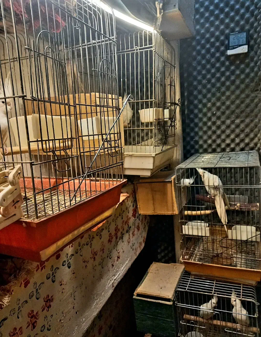 طوطی البینو چشم شرابی جفت مولد|پرنده|رشت, پل تالشان|دیوار