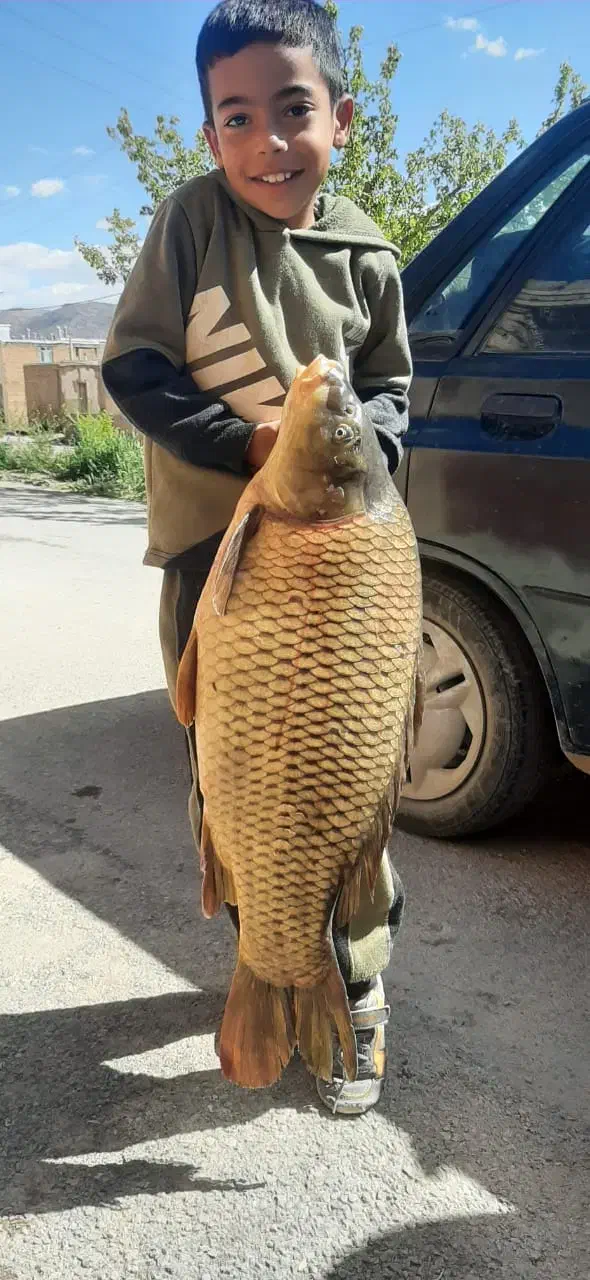 بچه ماهی قزل آلا،بچه ماهی کپور،آمور، پرورش ماهی|ماهی|هشتگرد, قاسم آباد بزرگ|دیوار