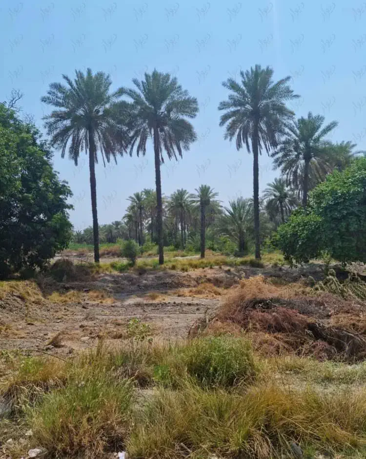 قطع درختان مزاحم|خدمات باغبانی و درختکاری|سیریک, |دیوار