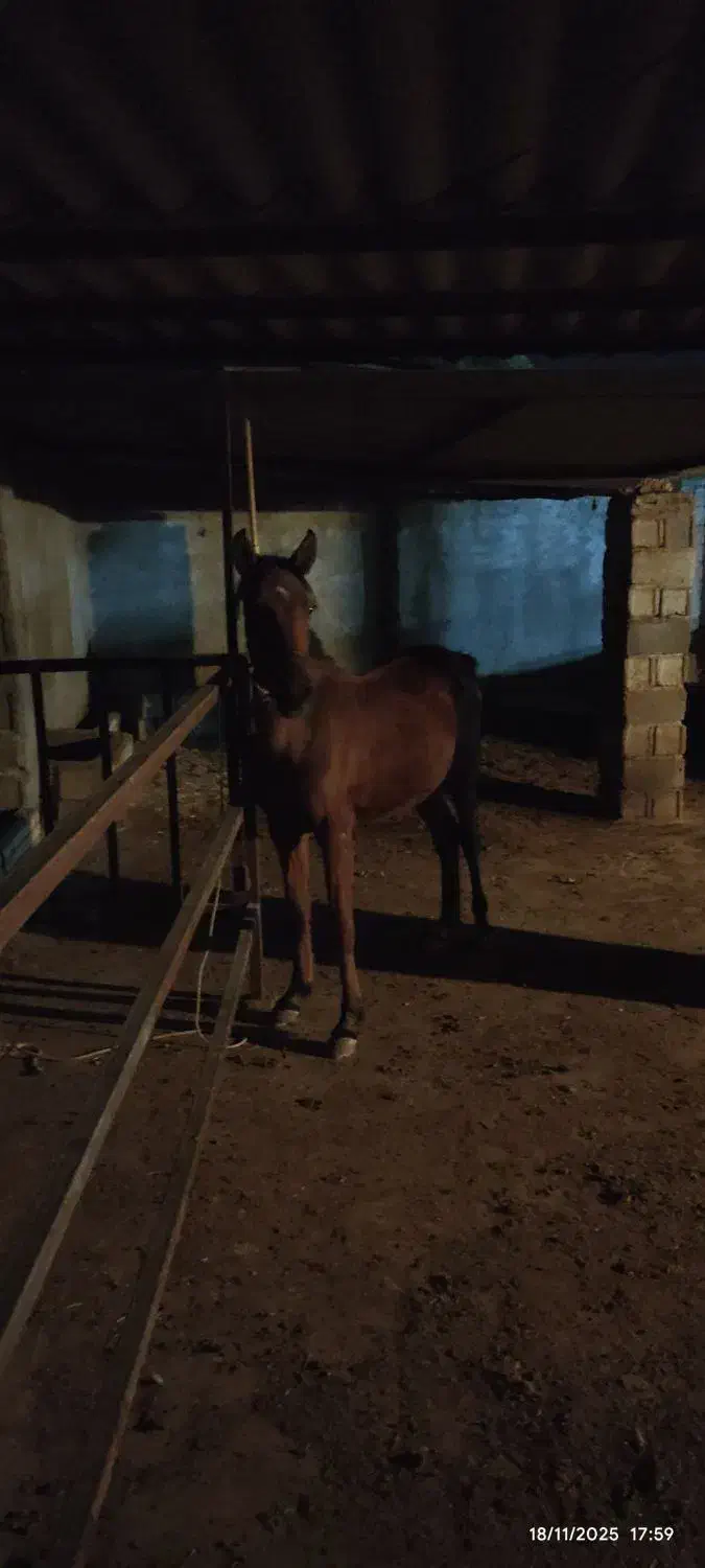 کره اسب مادیون|اسب و تجهیزات اسب‌سواری|بندر گناوه, |دیوار