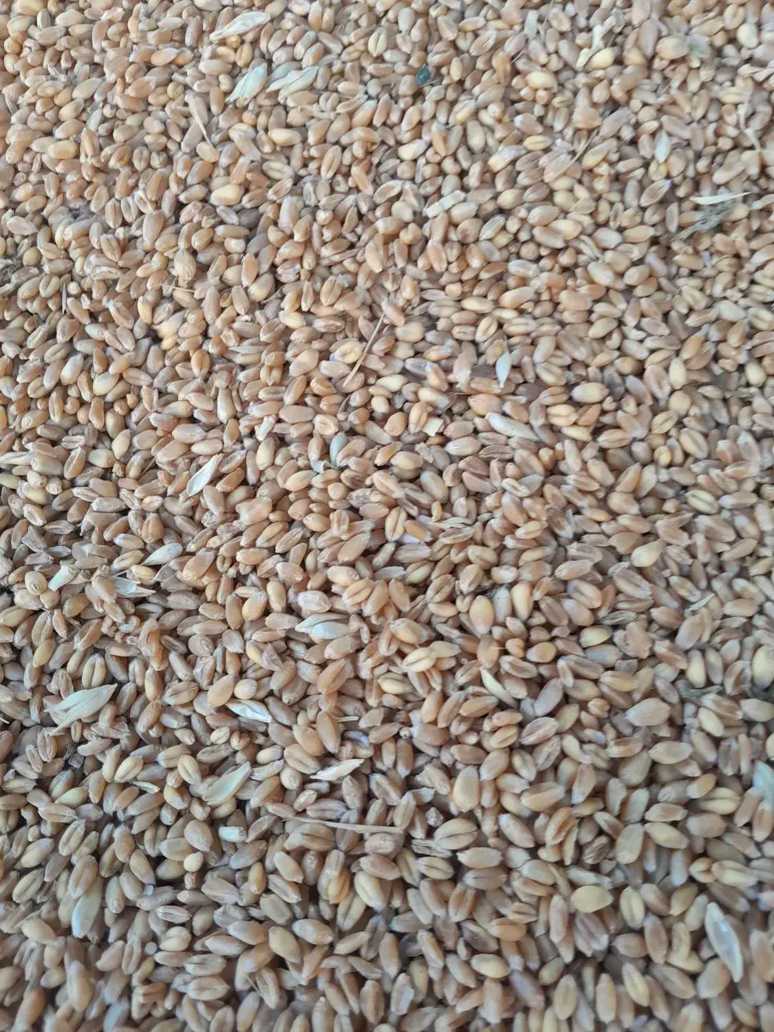 گندم دیم وابی|خدمات باغبانی و درختکاری|قوچان, |دیوار