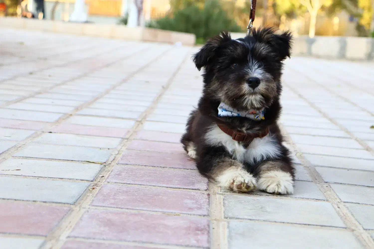 سگ خونگی|سگ|قم, انسجام|دیوار