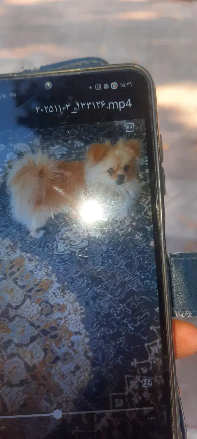 سگ پامرین پرتقالی نر|سگ|قرچک, باقرآباد|دیوار