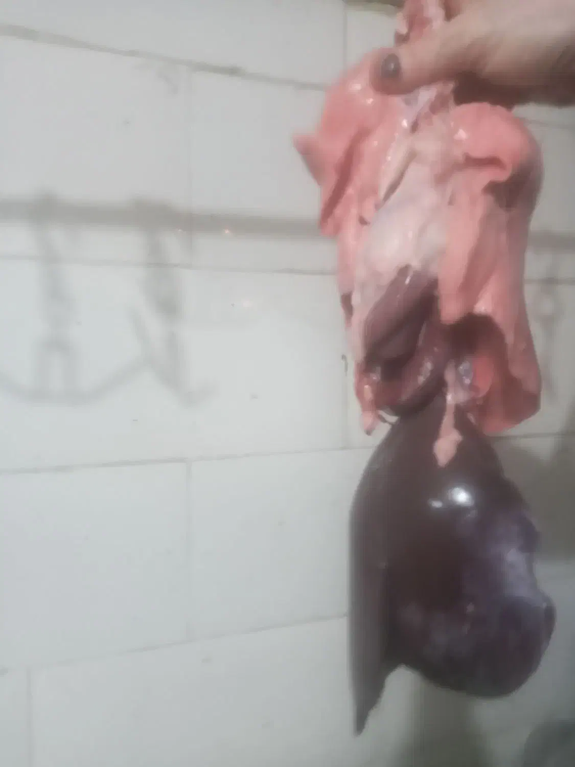 باپفی 550|حیوانات مزرعه|مسجد سلیمان, |دیوار