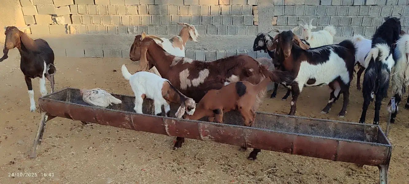 فروش تعداد ۱۵ بز پاکستانی به همراه کهره|حیوانات مزرعه|خرامه, |دیوار