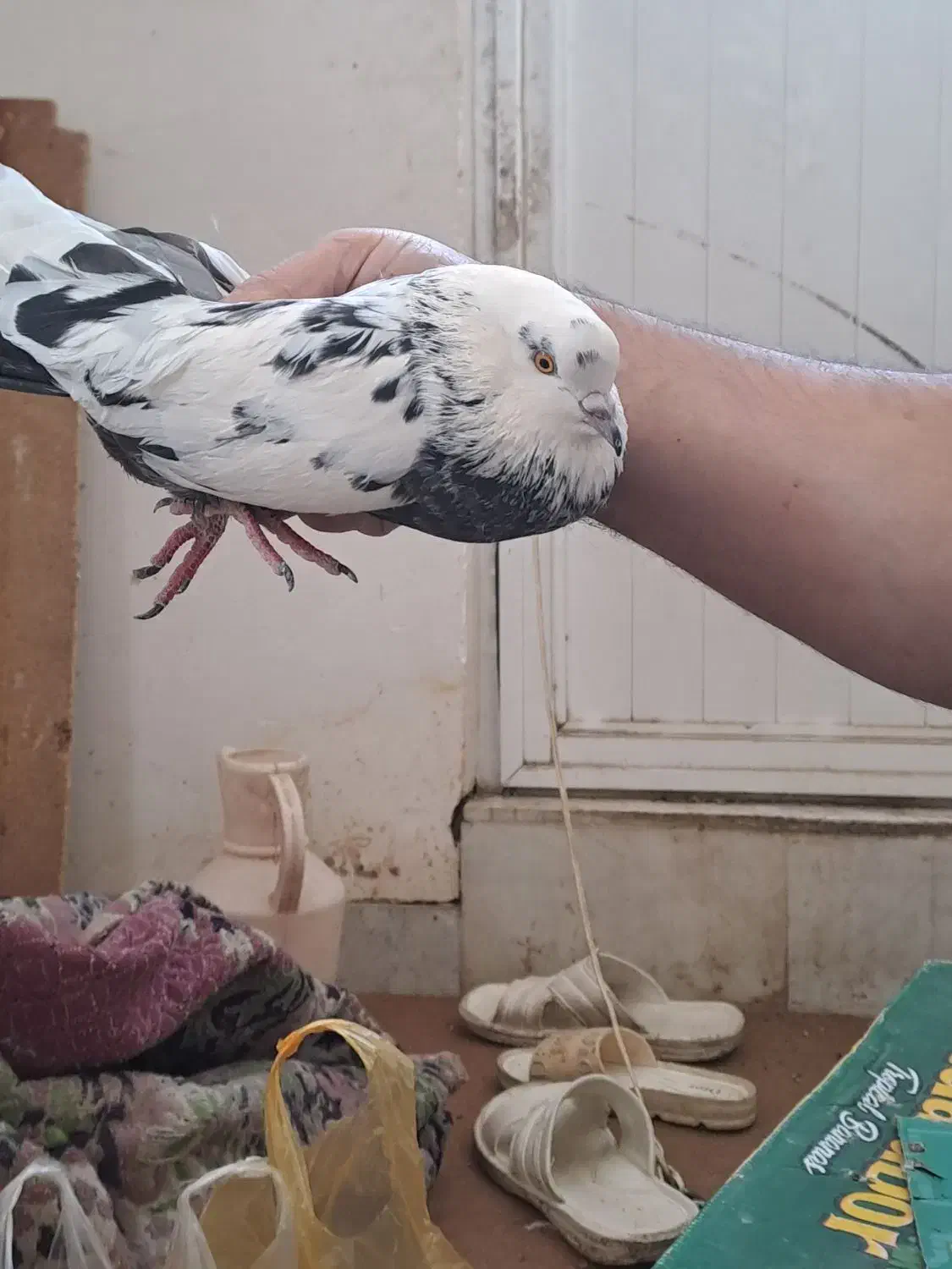 کبوتر طوقی|پرنده|اردبیل, |دیوار