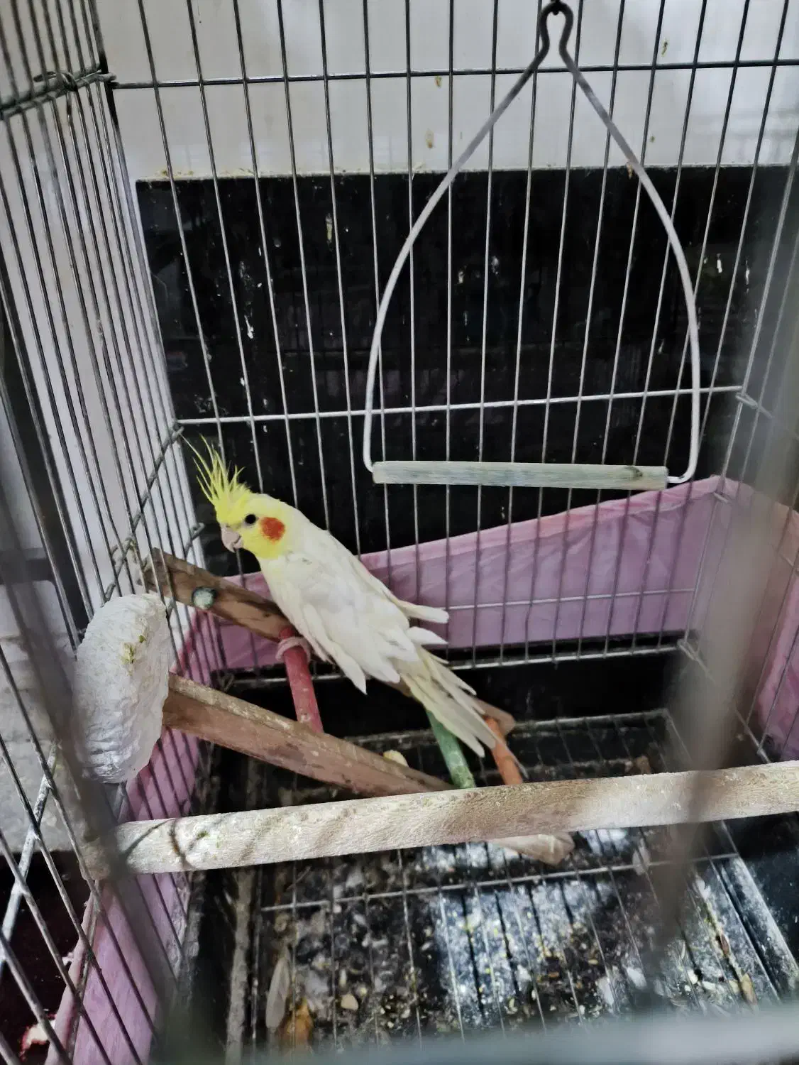 سلام سخنگو مایل به معاوضه|پرنده|رفسنجان, |دیوار