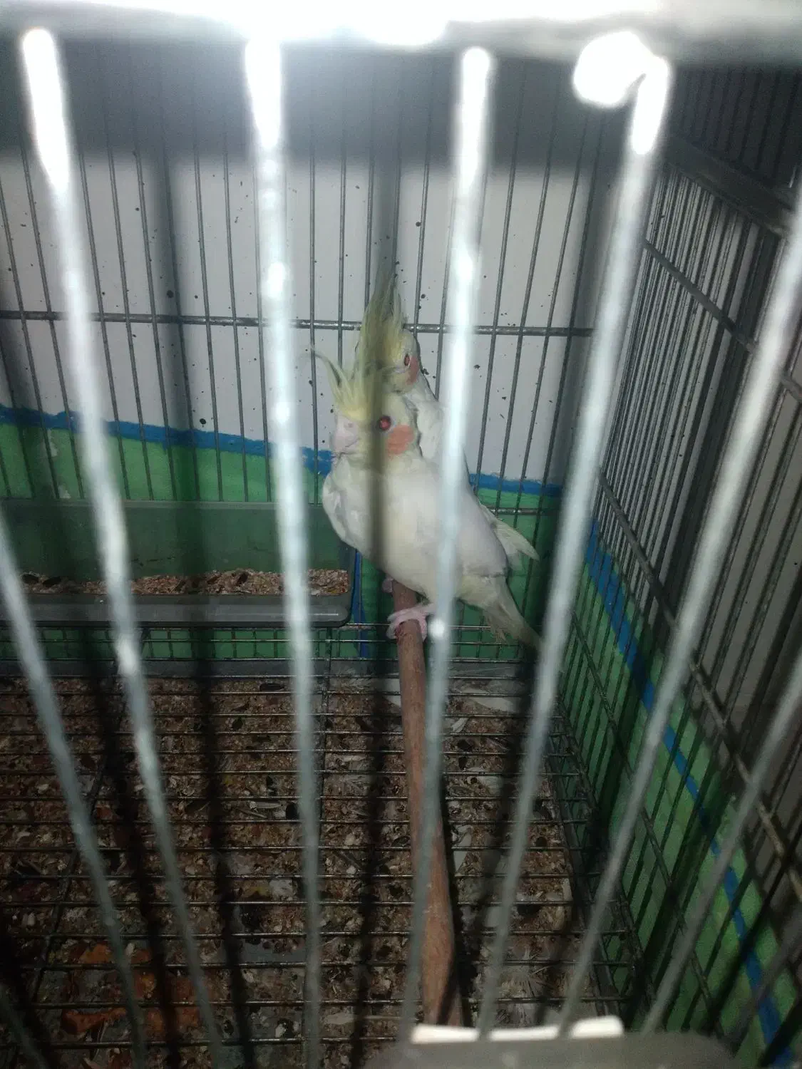 پرنده|پرنده|ایذه, |دیوار