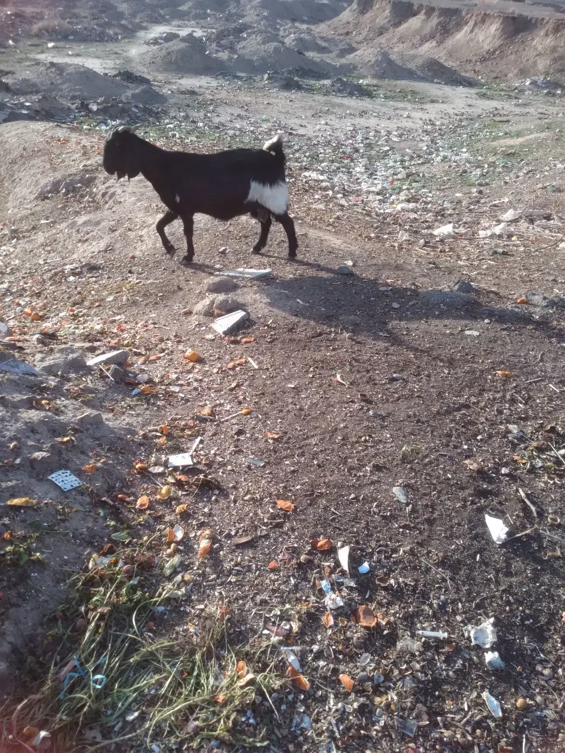 بز چاق|حیوانات مزرعه|بیرجند, |دیوار