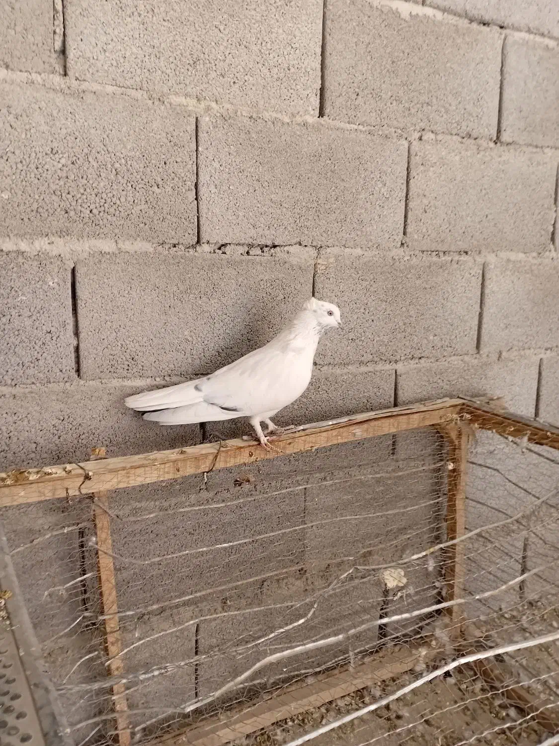 کبوتر نر|پرنده|لاران, |دیوار