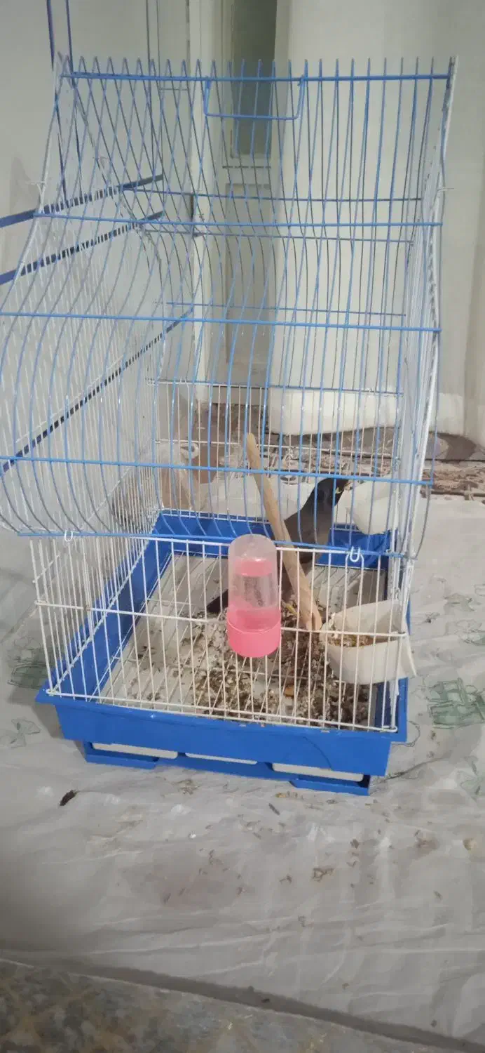 مرغ مینا نر سخنگو|پرنده|خمینی‌شهر, |دیوار