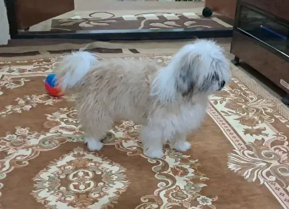 شیتزو|سگ|قوچان, |دیوار