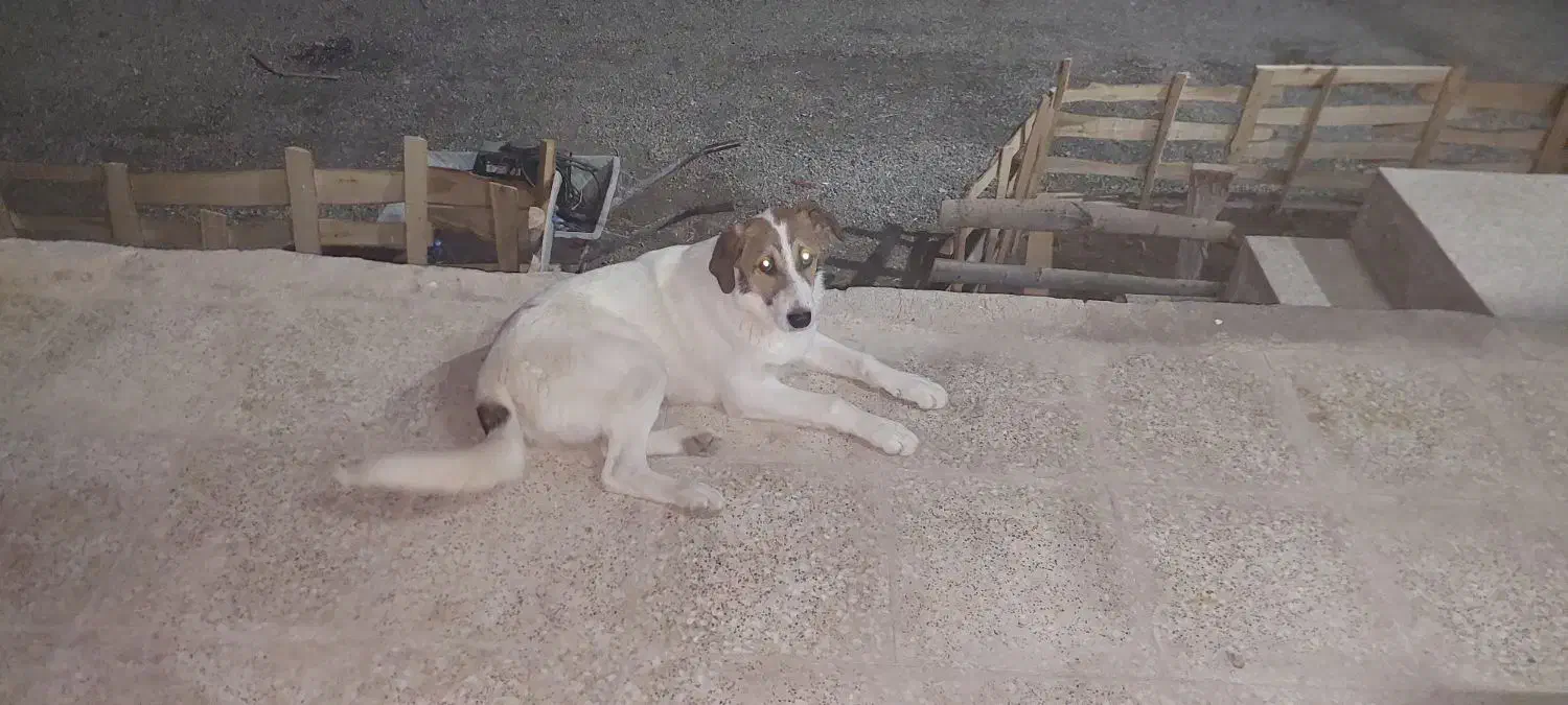 توله سگ سرابی نر نگهبان و گله|سگ|ساوه, |دیوار