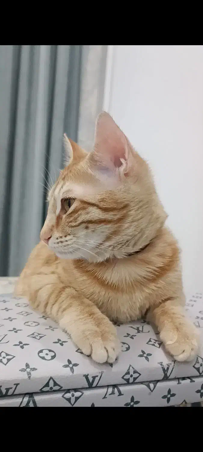 گربه گمشده محدوده رسالت|حیوانات|گنبد کاووس, |دیوار