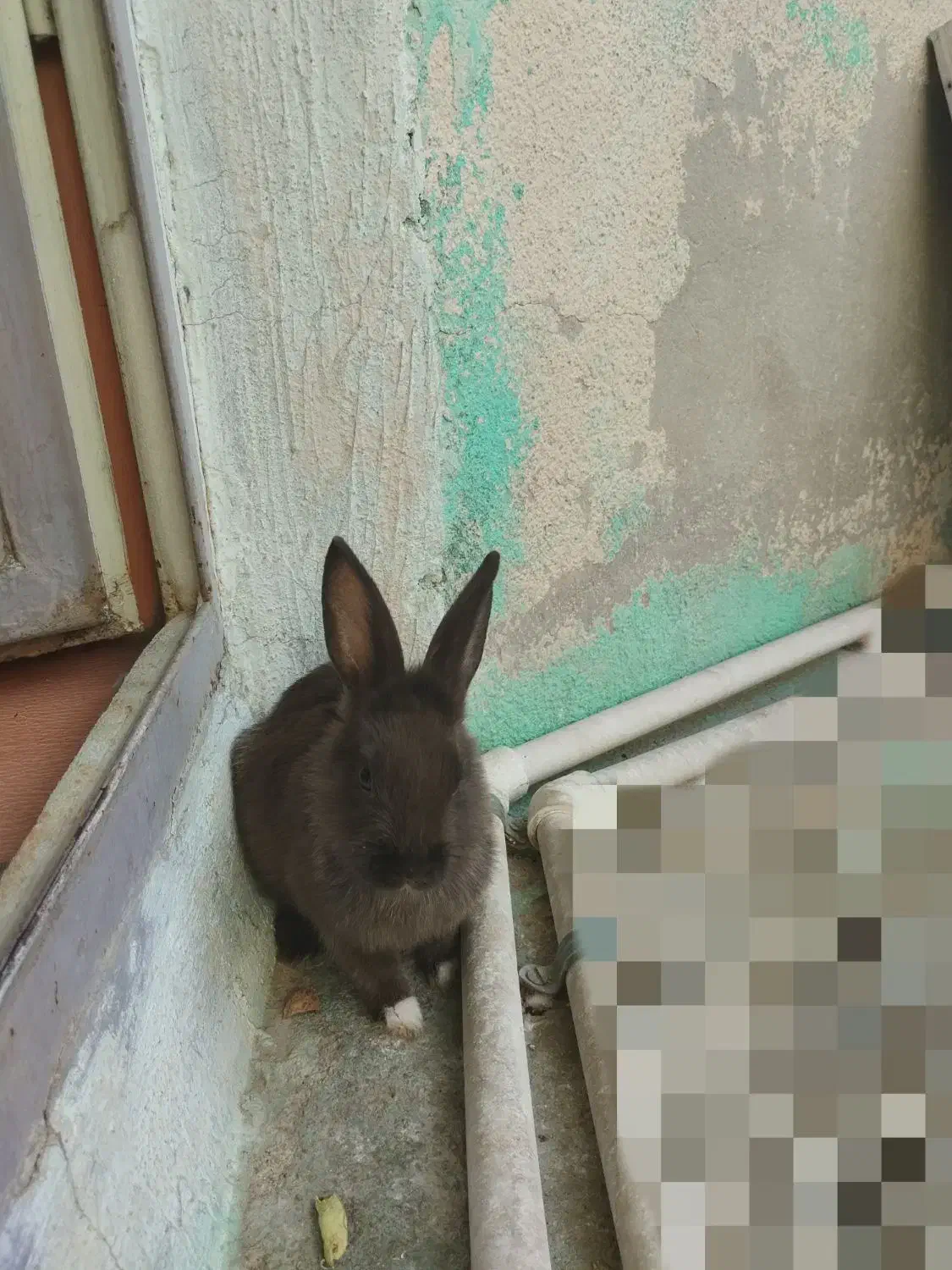 خرگوش لپ دار بهترین نژاد دو رگه هستش|موش و خرگوش|دوگنبدان, |دیوار