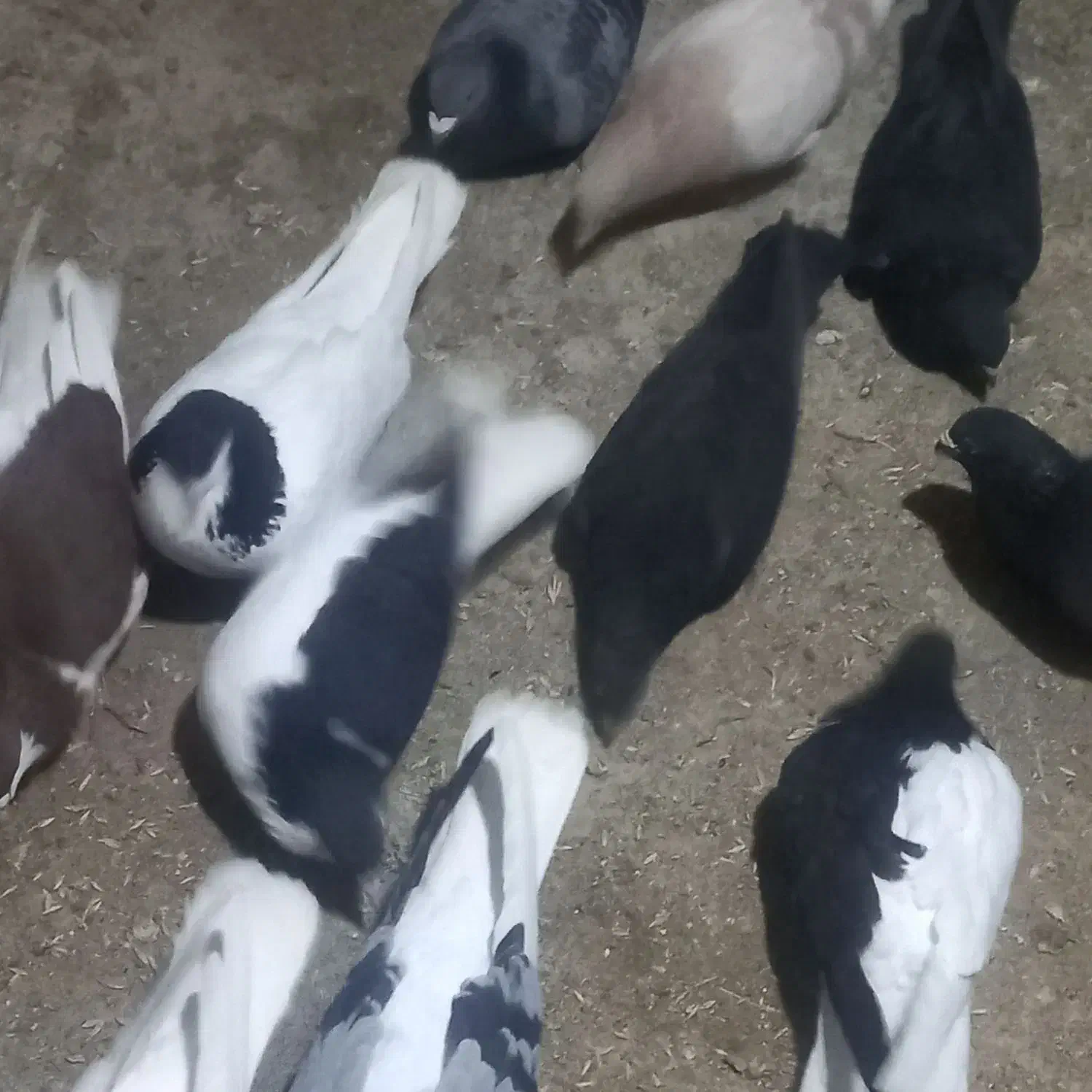 کفتررنگی|پرنده|بوئین زهرا, |دیوار