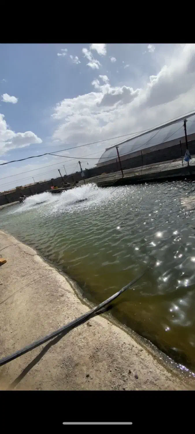 پرورش ماهی ده تنی فروشی|فروش دفتر صنعتی، کشاورزی، تجاری|ورزنه, |دیوار