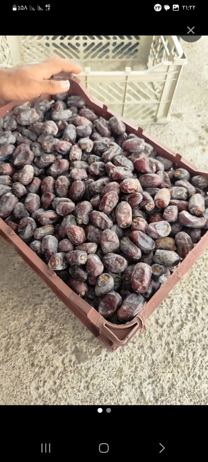 خرما|خوردنی و آشامیدنی|رودان, |دیوار