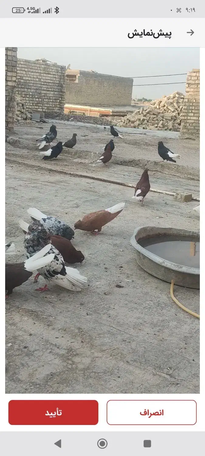 کته رنگی|پرنده|اهواز, منازل کارون|دیوار
