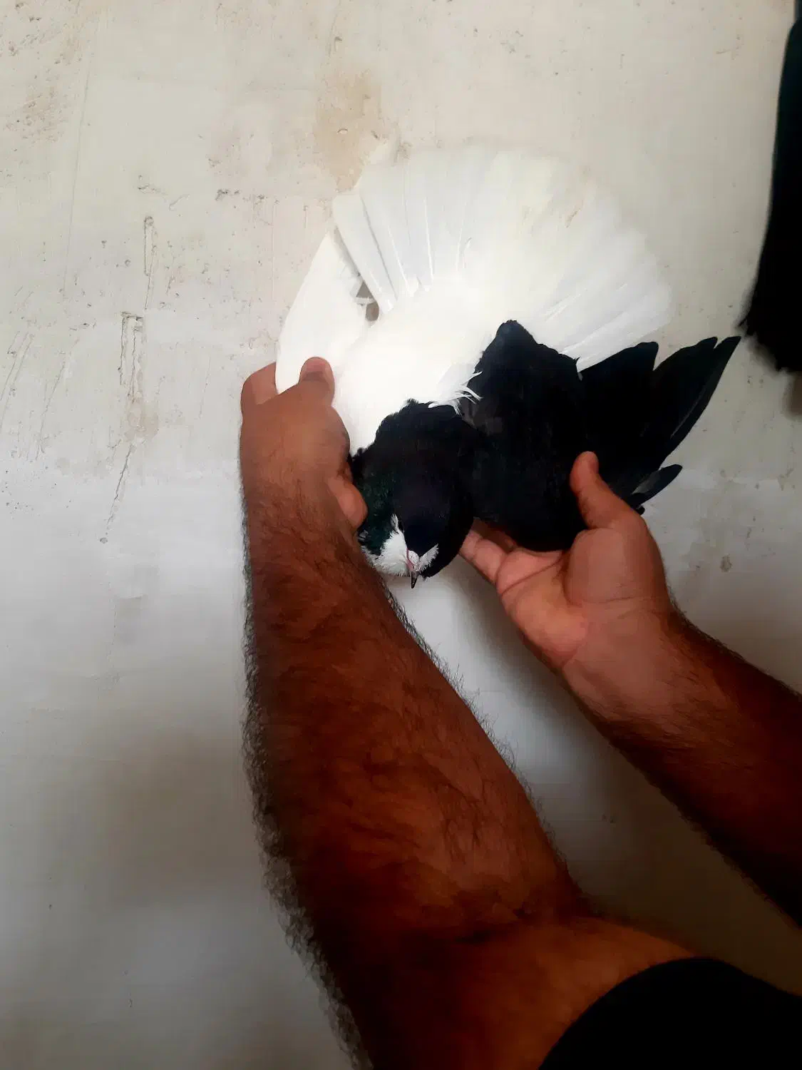 کبوتر رنگی چپی سیاه|پرنده|دیلم, |دیوار