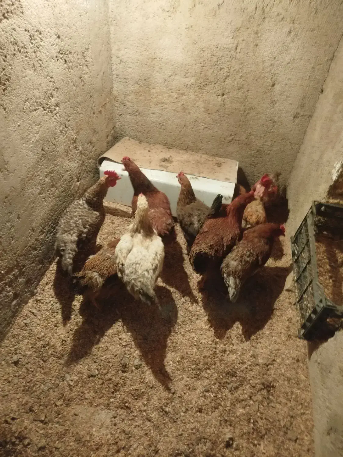 مرغ خوشگل سرحال همشونم تخم میزارن|حیوانات مزرعه|بهارستان, |دیوار