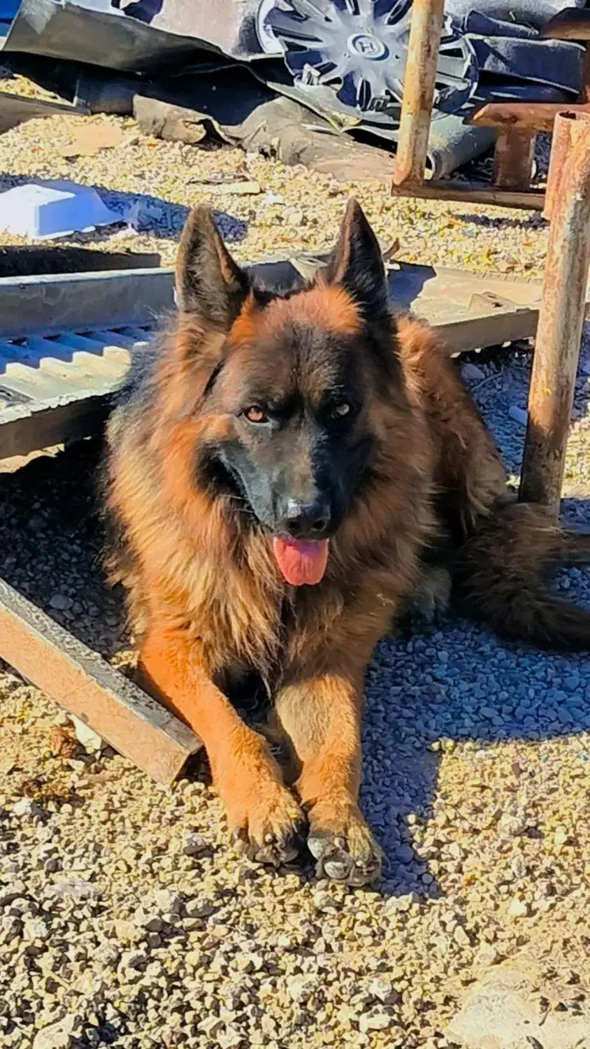 ژرمن اصیل نر و ماده|سگ|قیروکارزین, |دیوار