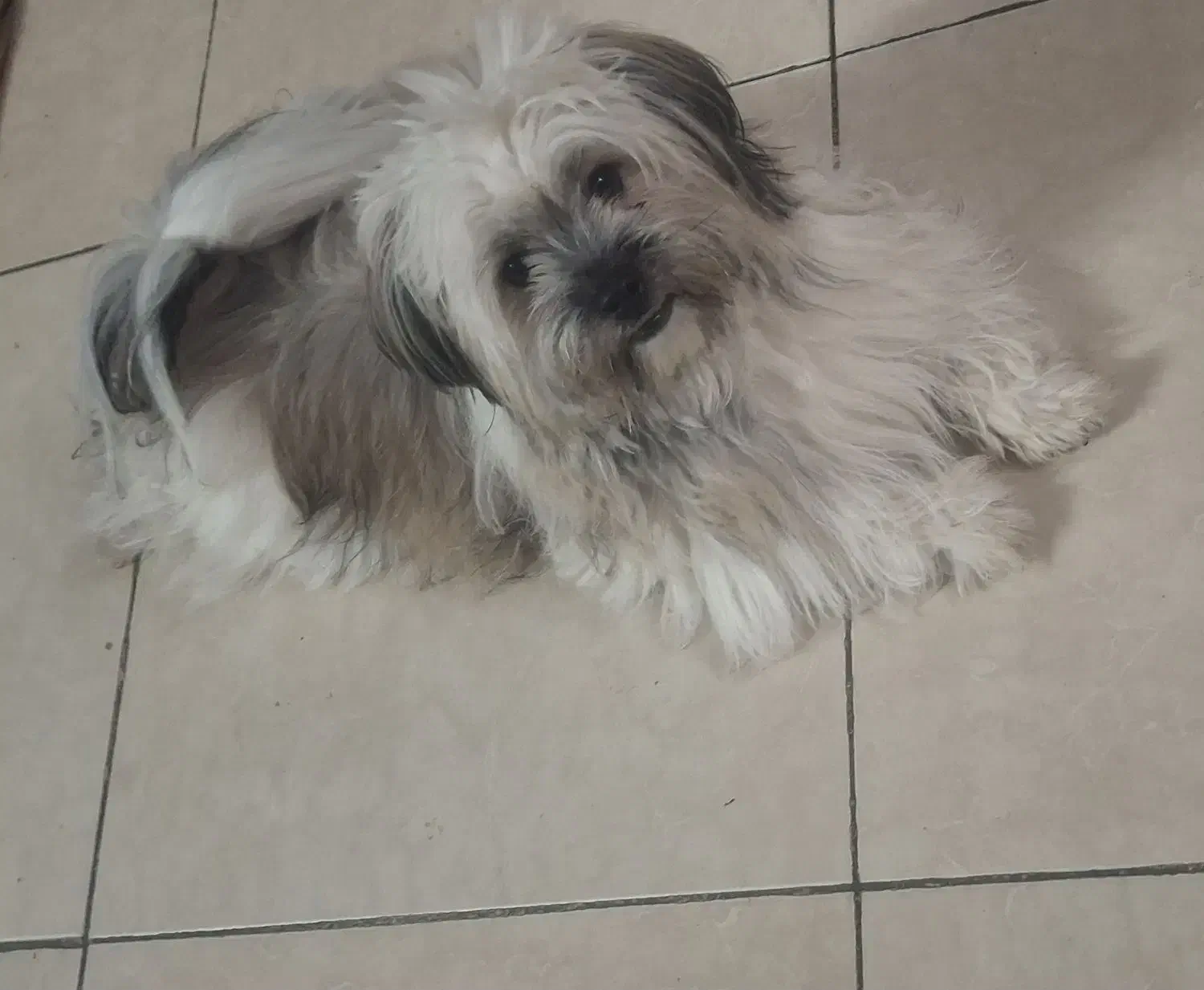 سگنر|سگ|همدان, |دیوار