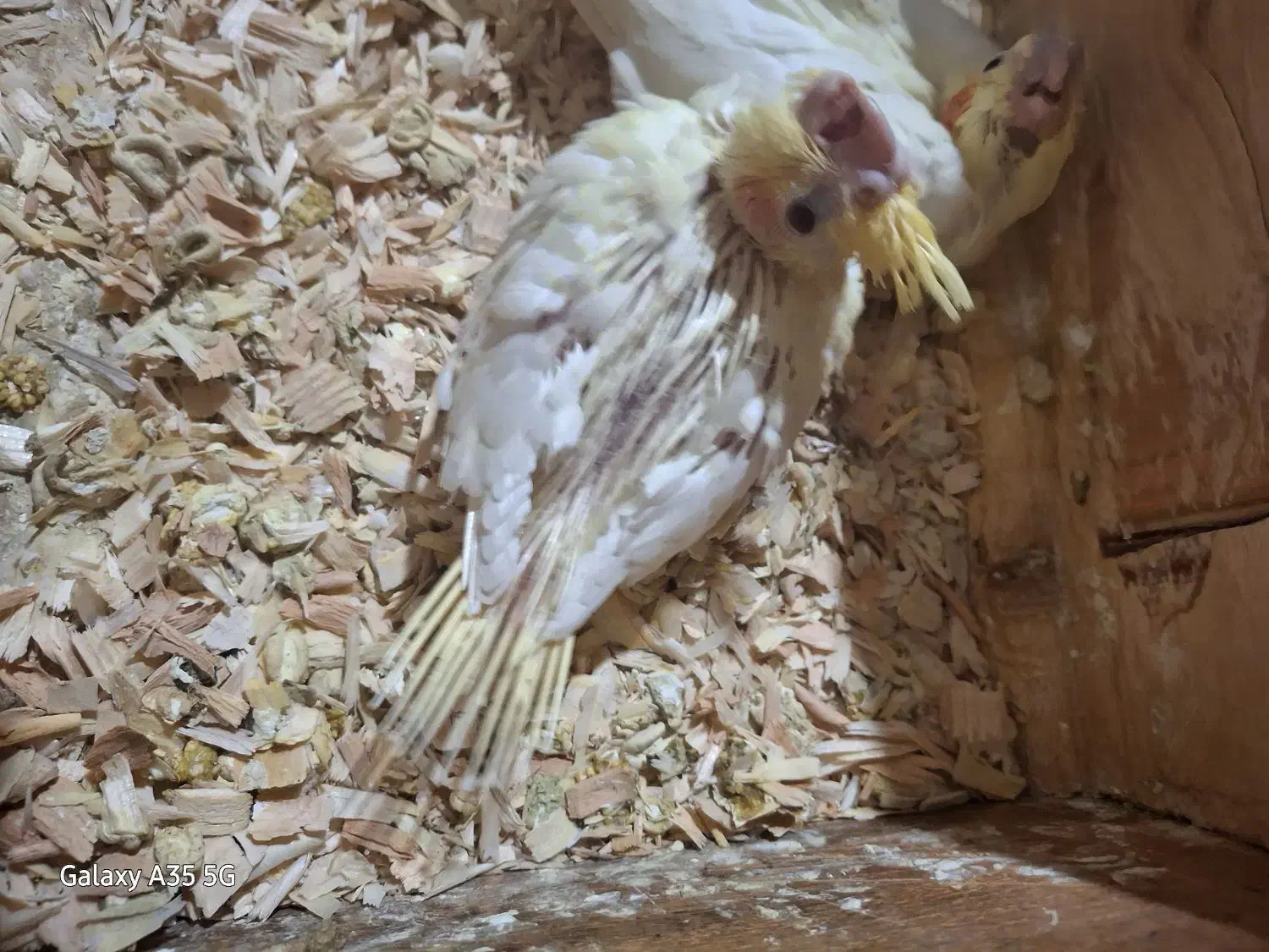 جوجه عروس هلندی لوتینو|پرنده|قدس, شهر‌قدس|دیوار