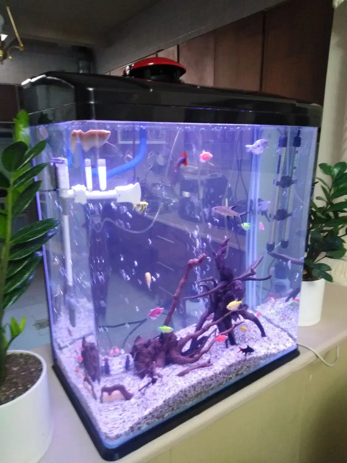 فروش فوری فوری آکواریوم دلسا|ماهی|شیراز, زرگری|دیوار