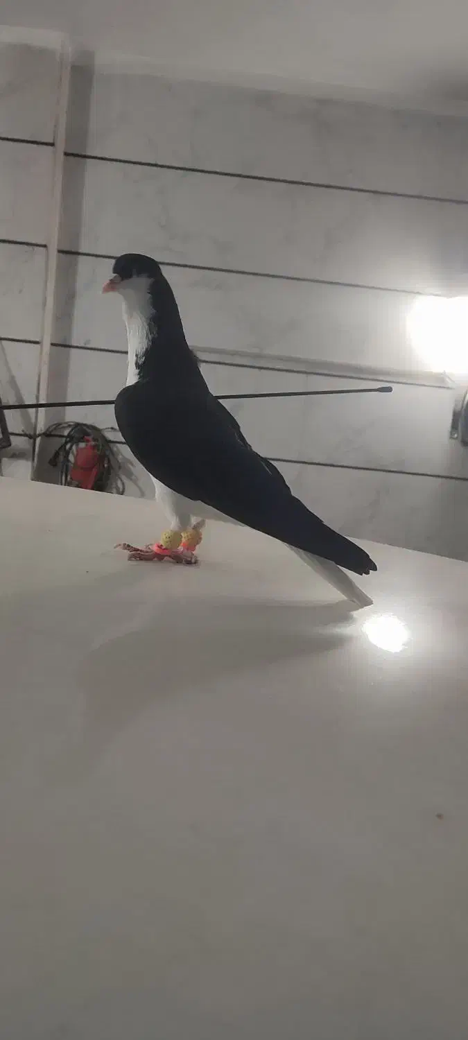 کبوتر|پرنده|قزوین, |دیوار