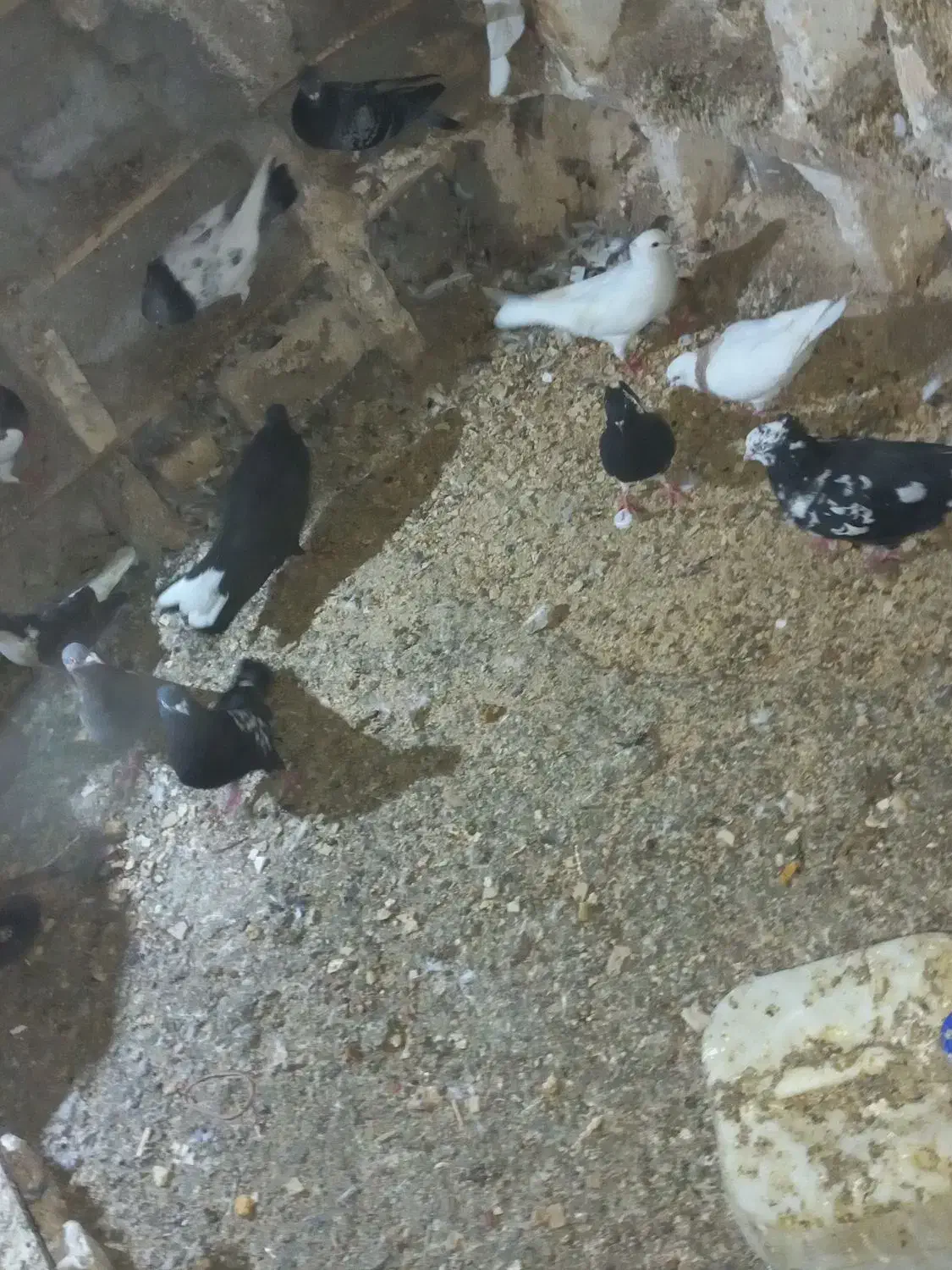 کبوتر|پرنده|باوی, |دیوار