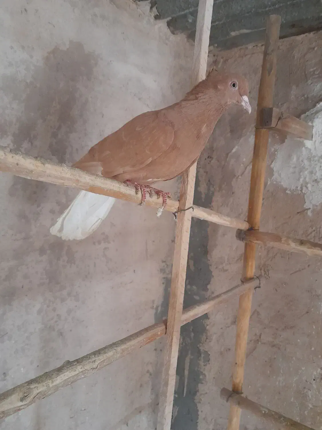 زرد دم سفید هومر|پرنده|قم, چهار مردان|دیوار