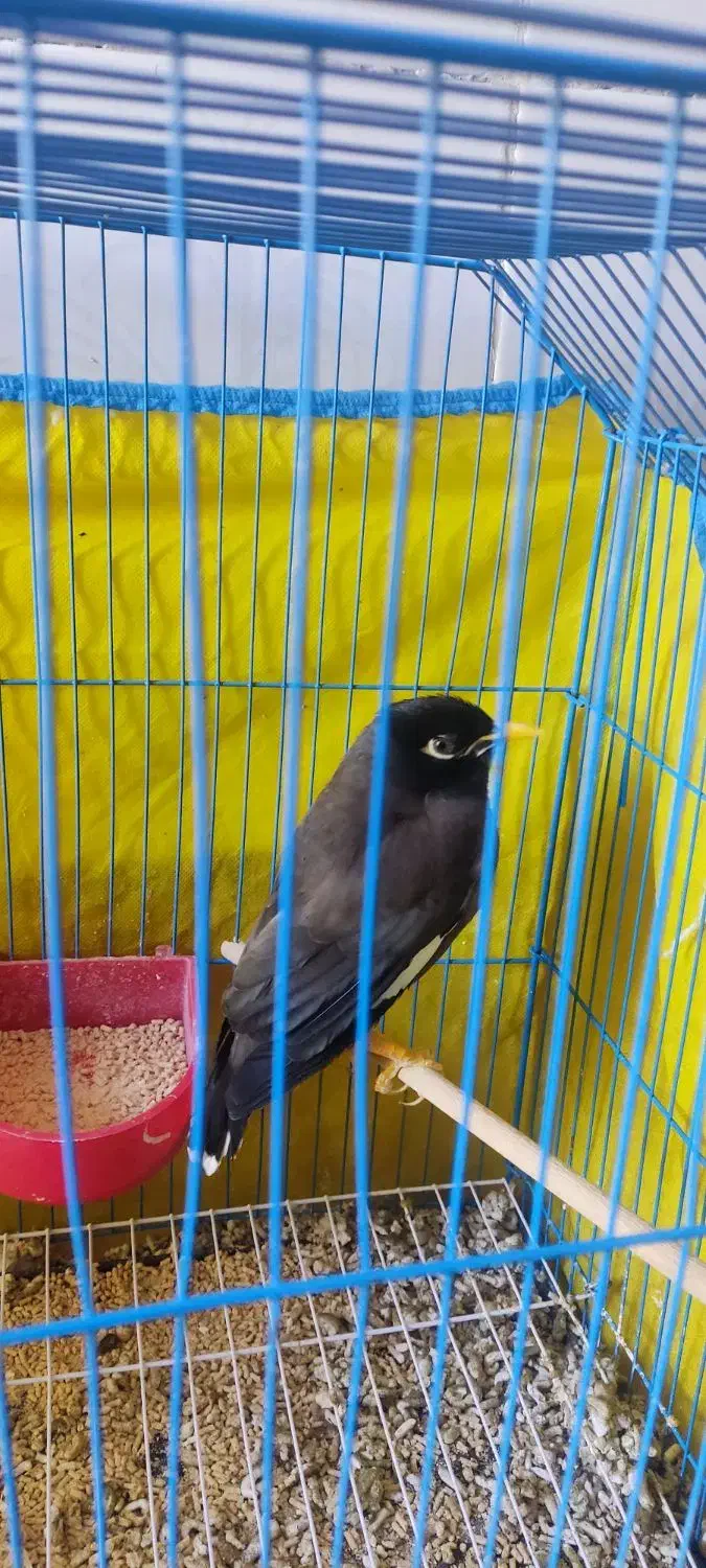 پرنده|پرنده|بم, |دیوار