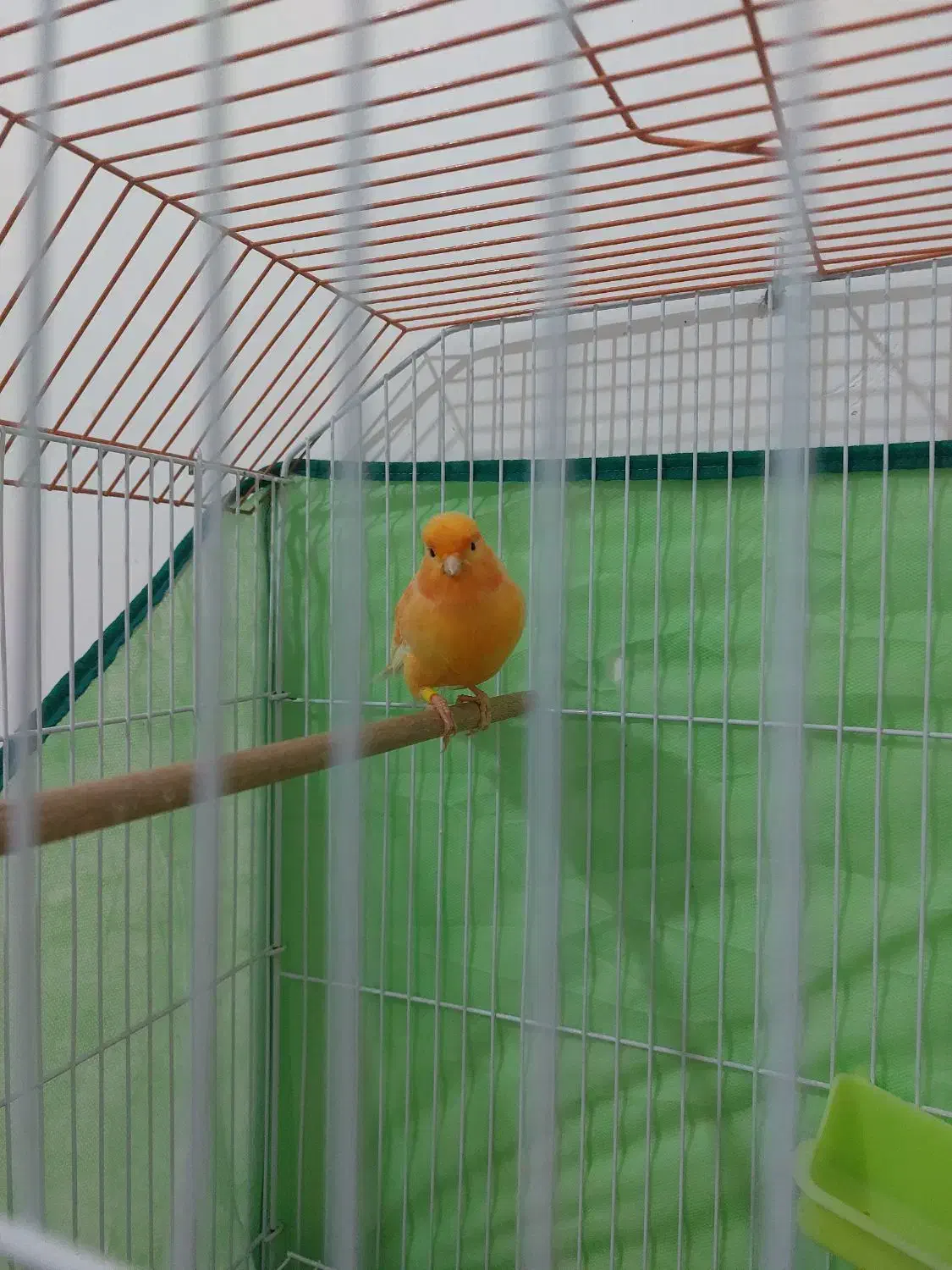 قناری ردفاکتور نر اصل اورجینال|پرنده|روانسر, |دیوار