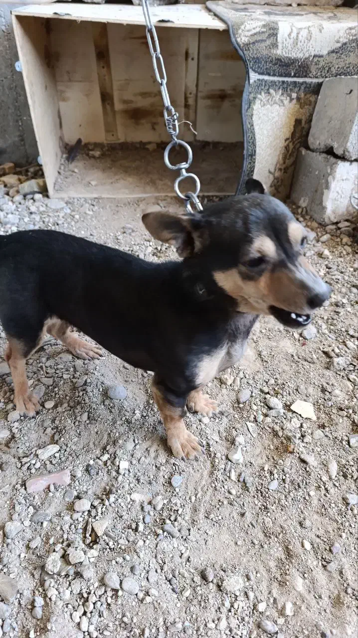 پاکوتاه ماده|سگ|لیلان, |دیوار