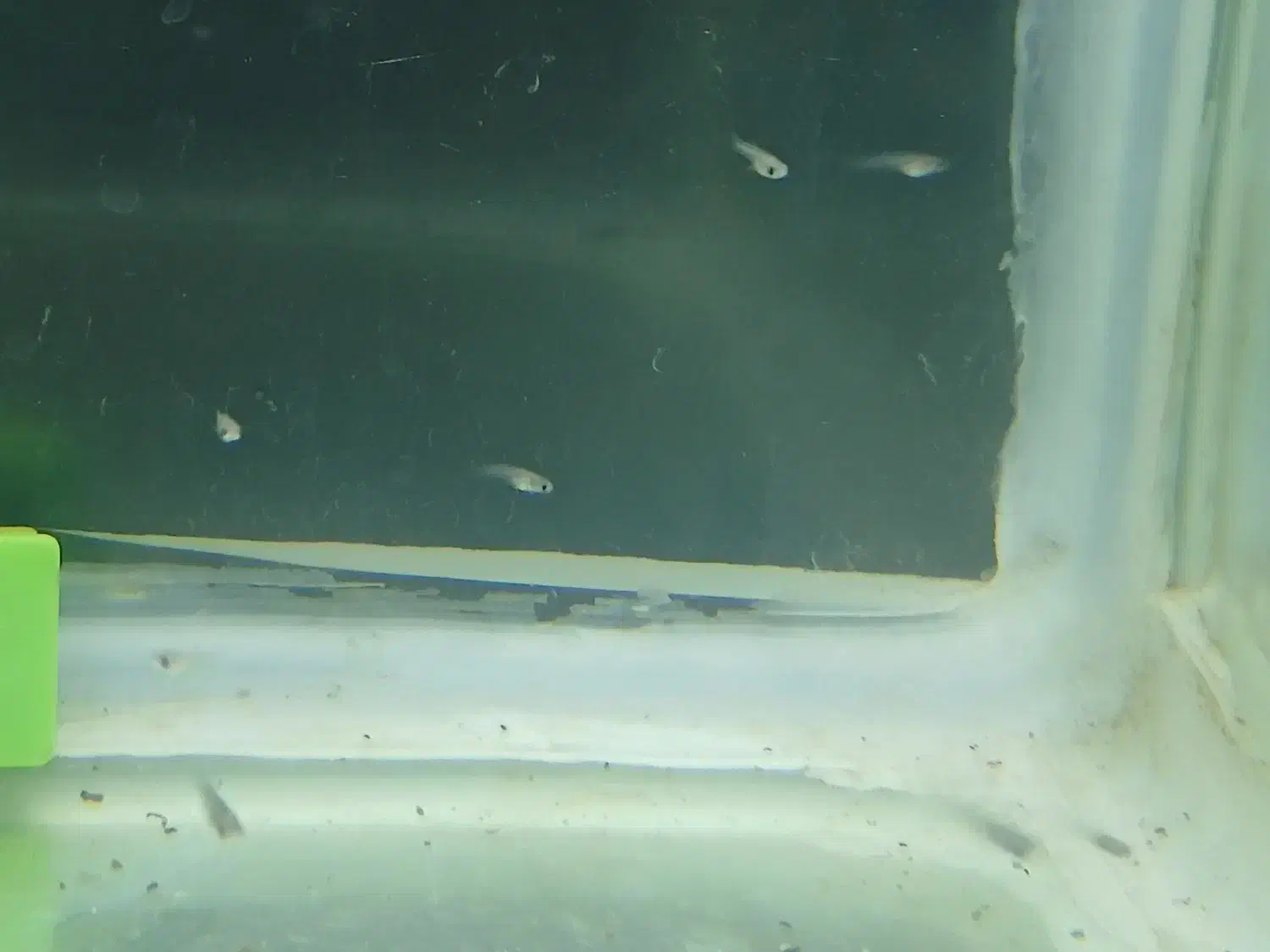 بچه ماهی گوپی|ماهی|قیدار, |دیوار