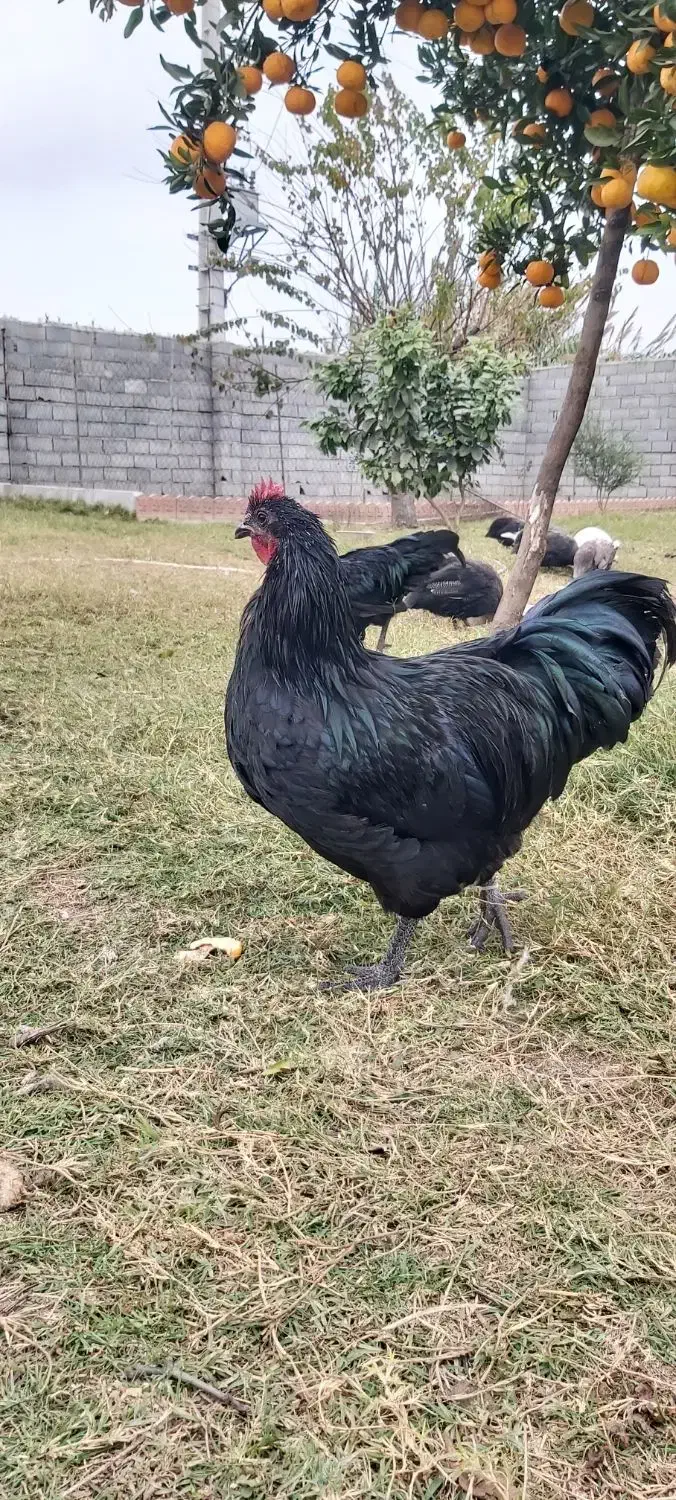 خروس نژاد استرالوپ آلمانی|حیوانات مزرعه|سرخه حصار, |دیوار