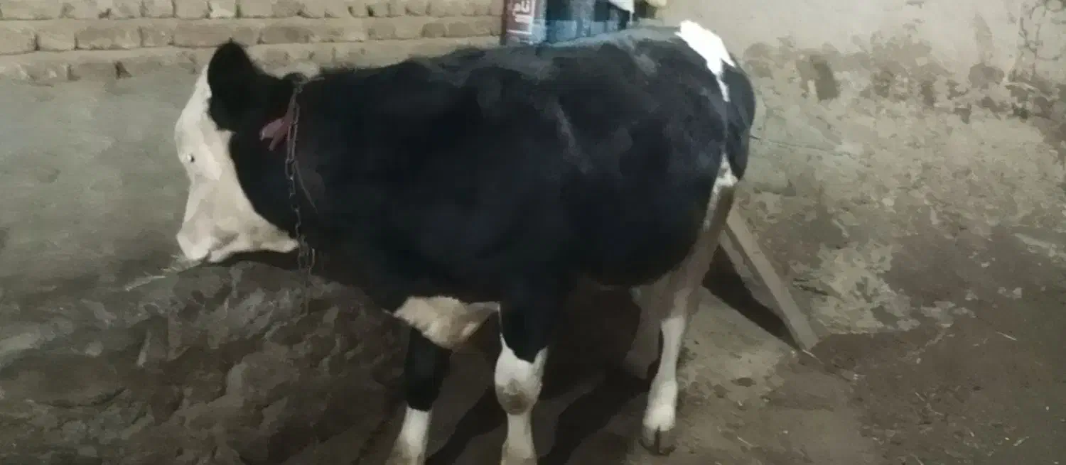 گوساله نر یازده ماهه ۱۵۵ میلیون|حیوانات مزرعه|عنبران, |دیوار