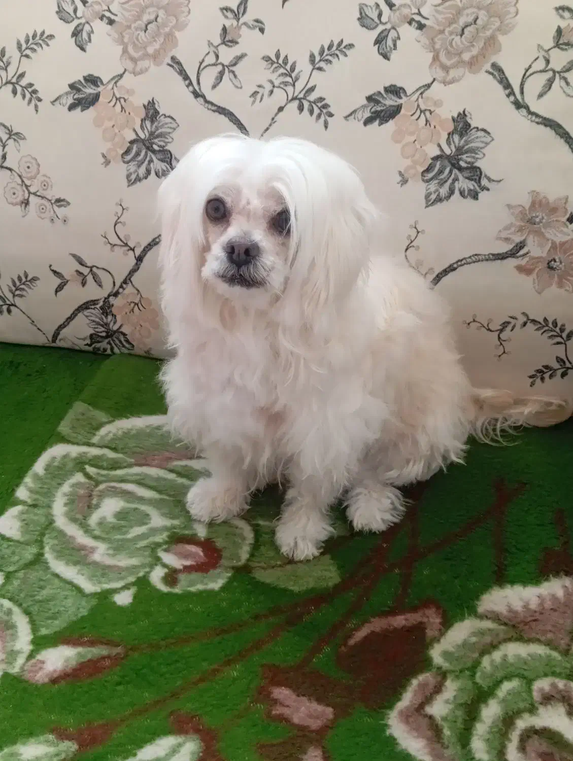 سگ پاکوتاه|سگ|ارومیه, |دیوار