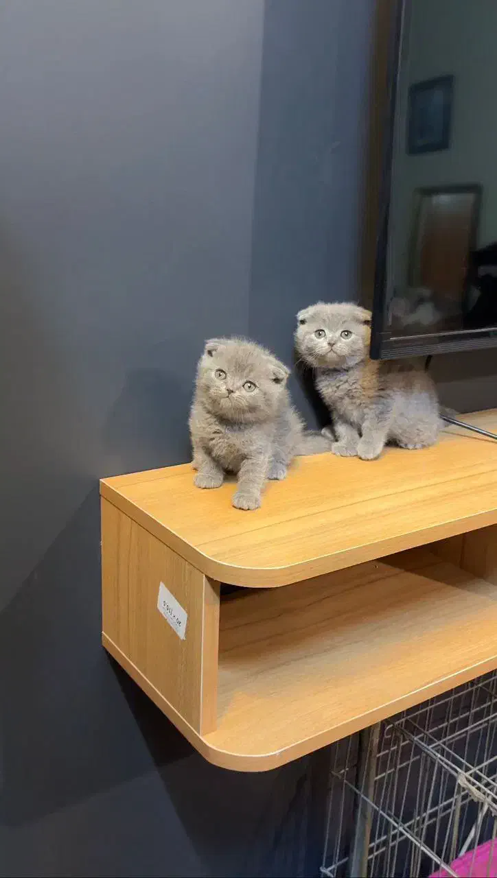 واگذاری|گربه|بندر امام خمینی, |دیوار