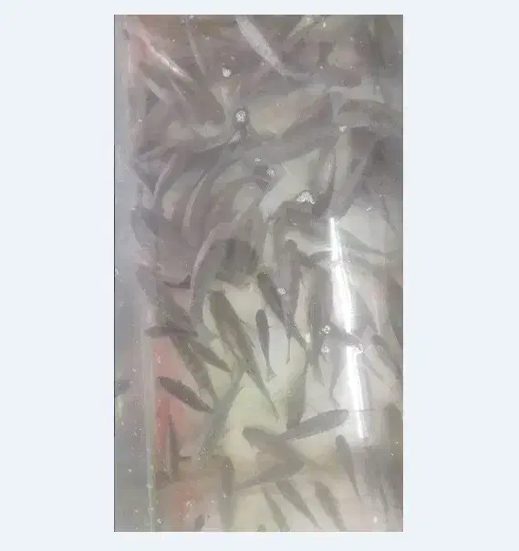 بچه ماهی تیلاپیا|ماهی|گرمسار, |دیوار