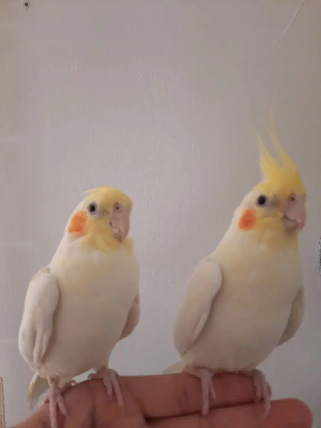 طوطی مولد عروس هلندی لوتینو|پرنده|تبریز, |دیوار