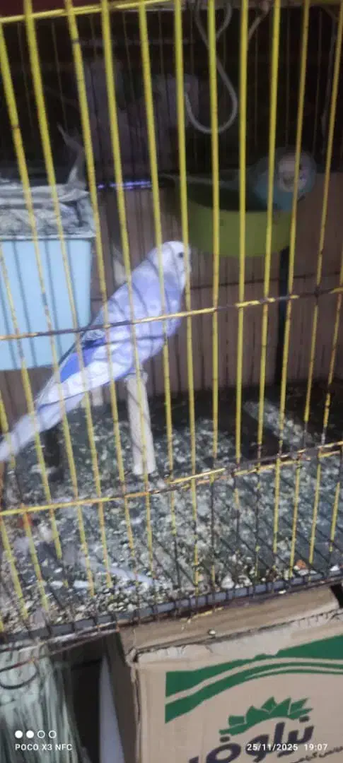 جفت مرغ عشق رینبو|پرنده|بندر ماهشهر, |دیوار