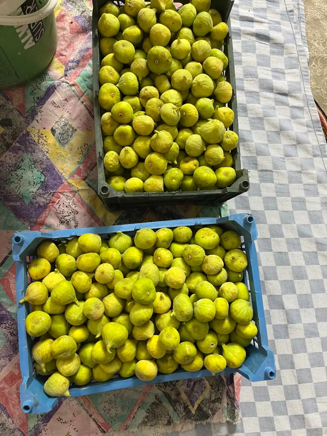انجیر|خوردنی و آشامیدنی|سمنان, |دیوار