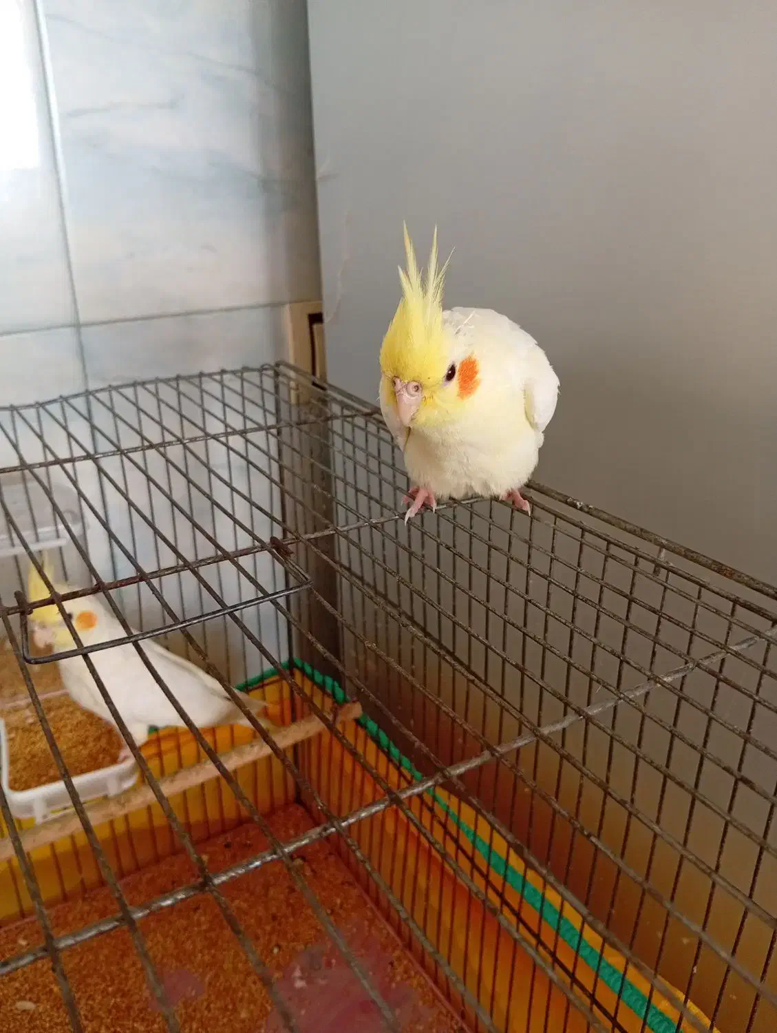 عروس هنلدی|پرنده|اردبیل, |دیوار