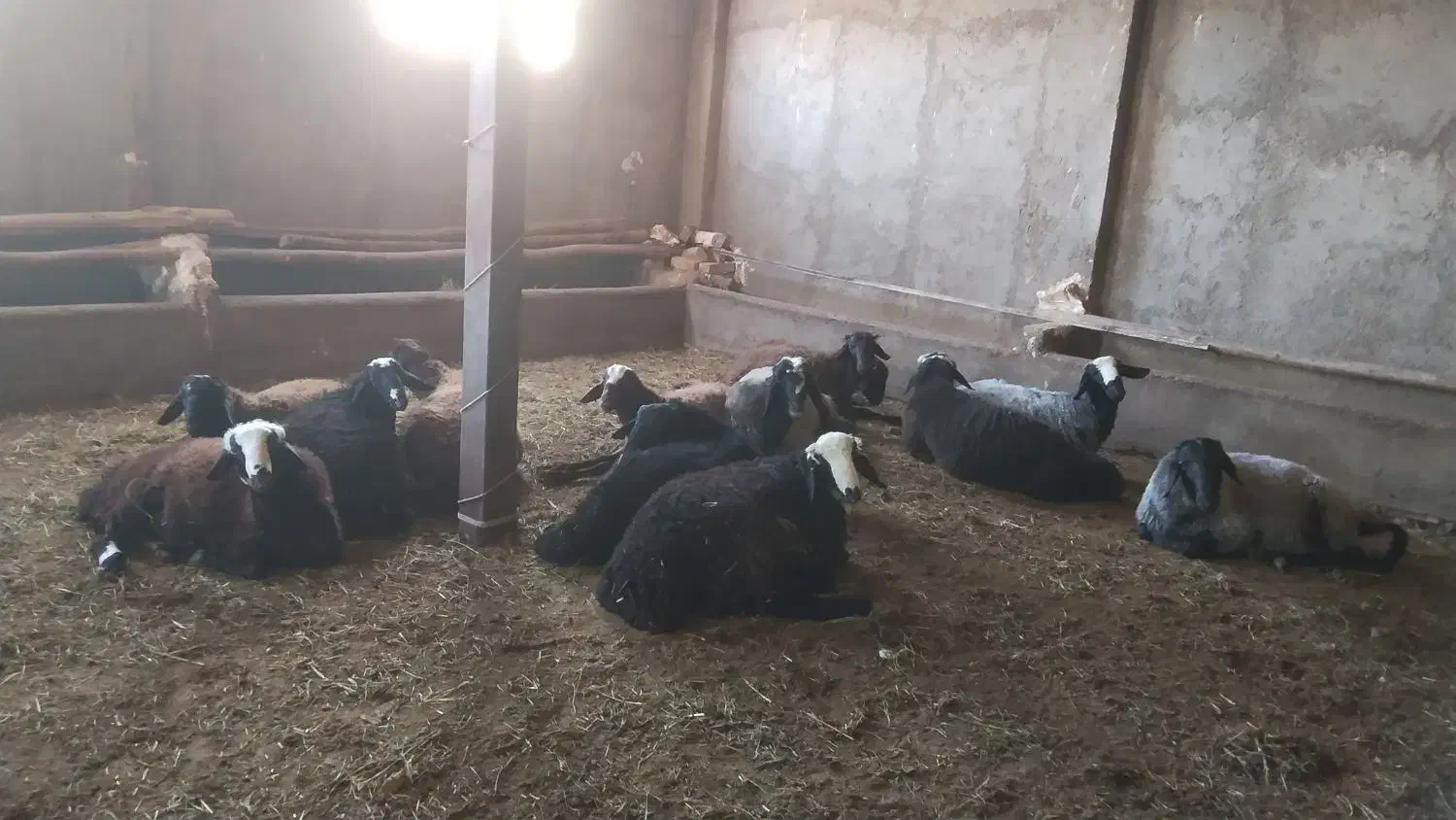 بره نر چاق|حیوانات مزرعه|دشتابی, |دیوار