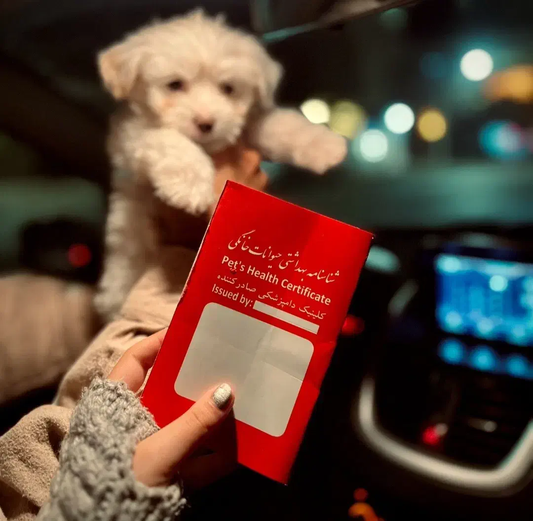 سگ خانگی-آپارتمانی|سگ|تربت‌حیدریه, مظفریه|دیوار