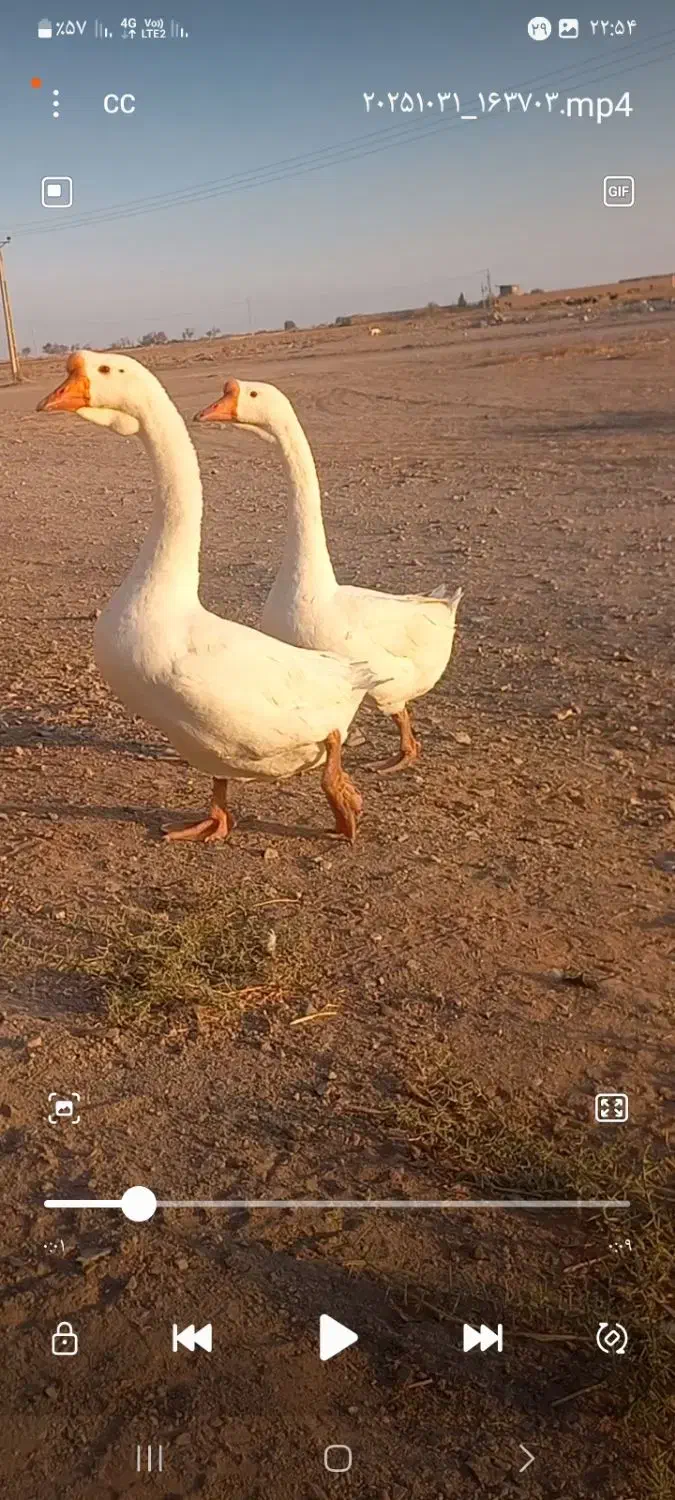 قوغار اصیل|حیوانات مزرعه|بشاریات, |دیوار