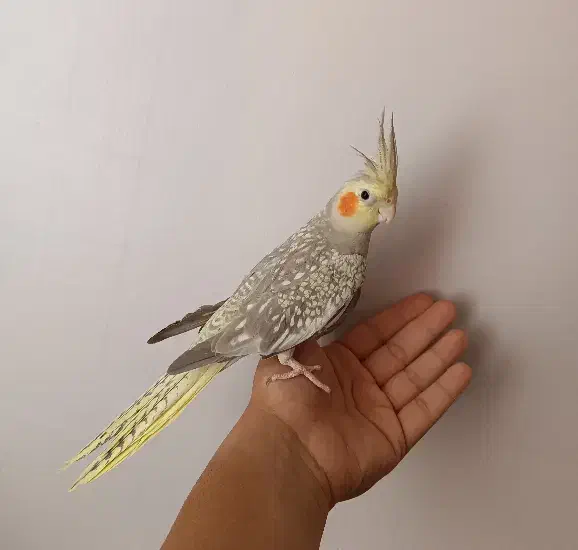 عروس هلندی|پرنده|محمدیه-قزوین, |دیوار